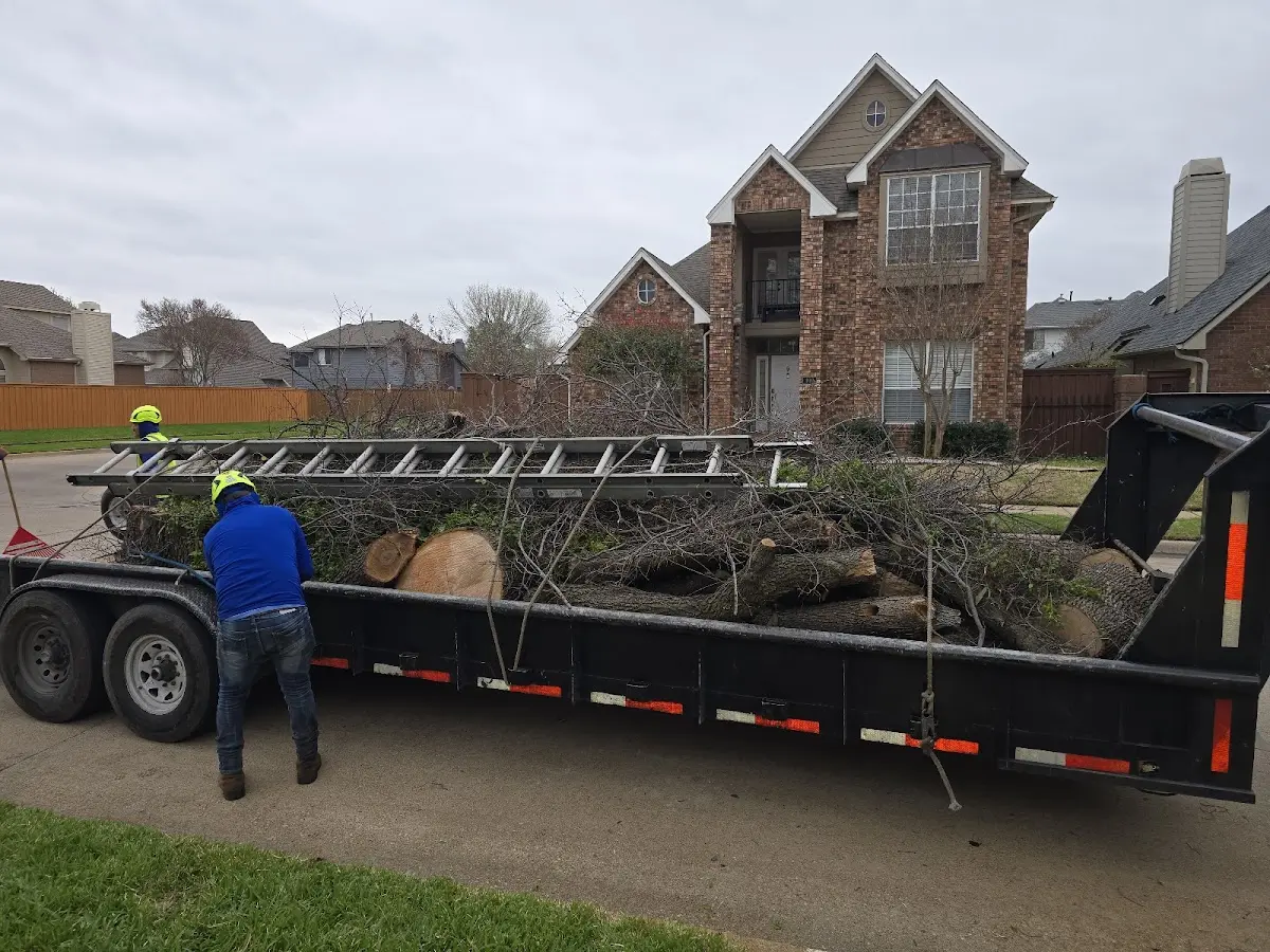 Expert Tree Removal with proper safety equipment in Saint Johns